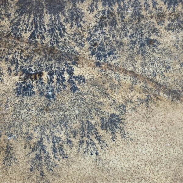 Fossil Mint Sandstone
